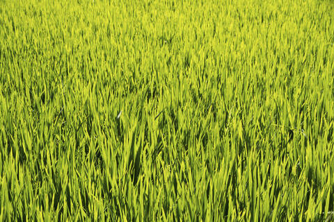 Indien, Blick auf ein Reisfeld, lizenzfreies Stockfoto