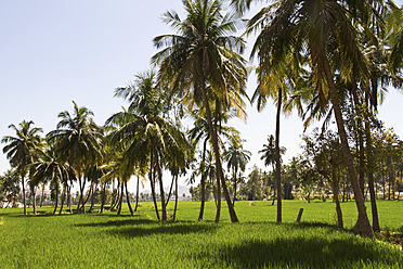 Indien, Blick auf ein Reisfeld - MBEF000261