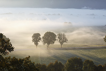 Deutschland, Bayern, Loisach Moor, Blick auf Baum im Nebel - SIEF002415