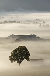 Deutschland, Bayern, Loisach Moor, Blick auf Baum im Nebel - SIEF002408