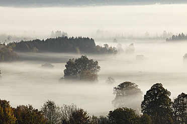 Deutschland, Bayern, Loisach Moor, Blick auf Baum im Nebel - SIEF002406