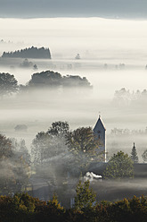 Germany, Bavaria, Zell, View of tree in fog - SIEF002405