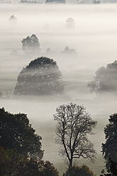 Germany, Bavaria,Loisach Moor, View of tree in fog - SIEF002404