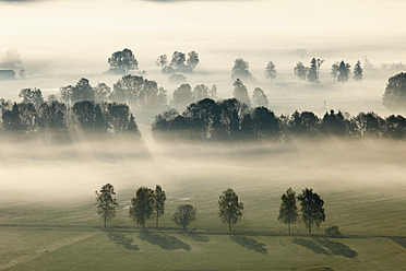 Deutschland, Bayern, Loisach Moor, Blick auf Baum im Nebel - SIEF002402