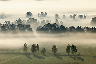 Germany, Bavaria, Loisach Moor, View of tree in fog - SIEF002402