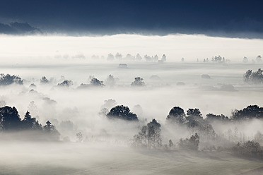Deutschland, Bayern, Loisach Moor, Blick auf Baum im Nebel - SIEF002401