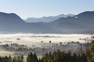 Deutschland, Bayern, Kleinweil, Blick auf Baum im Nebel - SIEF002400