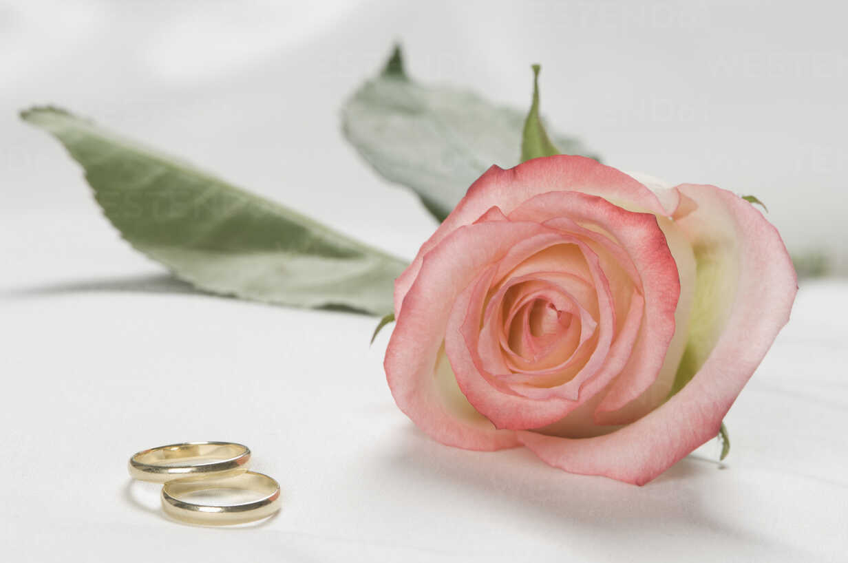 Wedding Love Background png download - 1876*1140 - Free Transparent Wedding  Ring png Download. - CleanPNG / KissPNG