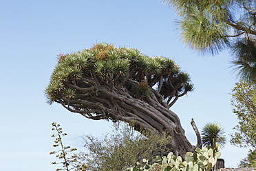 Spain, La Palma, View of dragon tree - SIEF002479