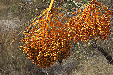 Spanien, La Palma, Kanarische Insel Dattelpalme - SIEF002480