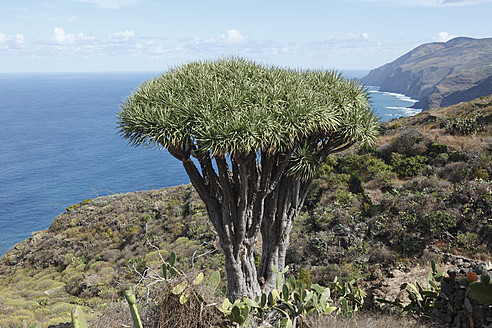 Spanien, La Palma, Blick auf Kanarische Inseln Drachenbaum - SIEF002486