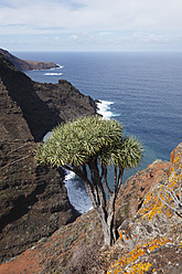 Spanien, La Palma, Blick auf Kanarische Inseln Drachenbaum - SIEF002487