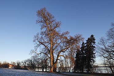 Germany, Bavaria, Linden tree by Lake Starnberg - SIEF002440