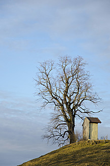 Deutschland, Bayern, Kastanienbaum auf einem Hügel bei Kloster Reutberg - LFF000334