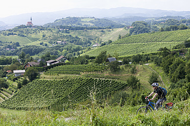 Slovenia, Maribor, Mature man cycling through vineyard - DSF000428