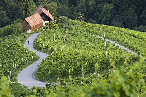 Slowenien, Spicnik, Älterer Mann radelt durch Weinberg - DSF000430