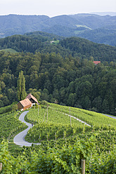 Slowenien, Spicnik, Älterer Mann radelt durch Weinberg - DSF000431