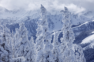 Österreich, Steiermark, Blick auf schneebedeckte Tannen auf der Gasselhohe - SIEF002497