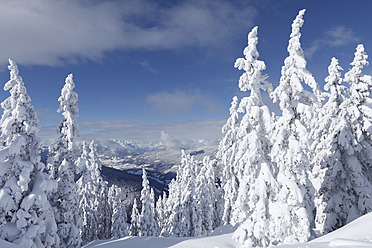 Austria, Salzburg County, View of snow covered firs on mountain - SIEF002498