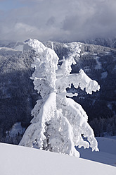 Österreich, Steiermark, Blick auf schneebedeckte Tannen auf der Gasslhohe - SIEF002499