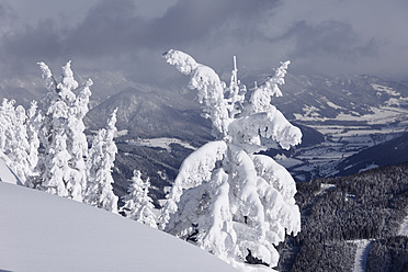 Österreich, Steiermark, Blick auf schneebedeckte Tannen auf der Gasslhohe - SIEF002500