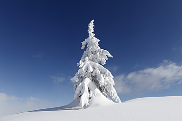 Österreich, Steiermark, Blick auf schneebedeckte Tannen auf der Gasslhohe - SIEF002501