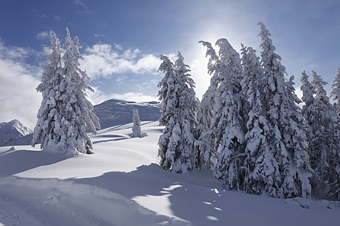 Österreich, Steiermark, Blick auf schneebedeckte Tannen auf der Gasslhohe - SIEF002503