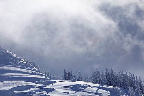 Österreich, Salzburger Land, Blick auf schneebedeckte Tannen auf der Gasslhohe - SIEF002507
