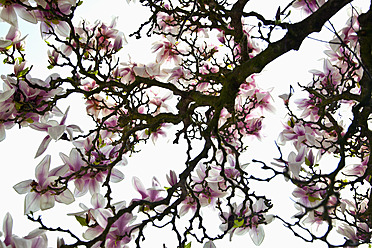 Deutschland, Bayern, Blick auf blühende Magnolien - NDF000245