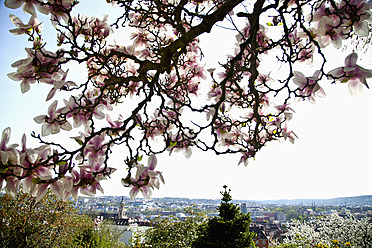 Deutschland, Bayern, Würzburg, Blick auf die Stadt durch einen blühenden Magnolienzweig - NDF000246