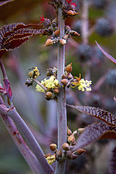 Deutschland, Bayern, Würzburg, Blick auf den Botanischen Garten - NDF000250