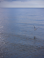 Germany, Seagull flying over Baltic Sea - LFF000362