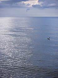 Deutschland, Möwe schwimmt bei bewölktem Himmel über der Ostsee - LFF000363