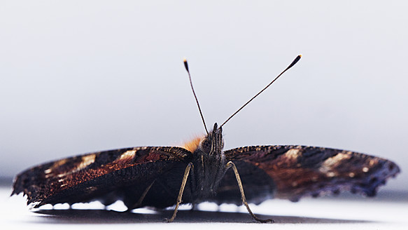 Schmetterling, Inachis Io, auf weißem Hintergrund, Nahaufnahme - NGF000002