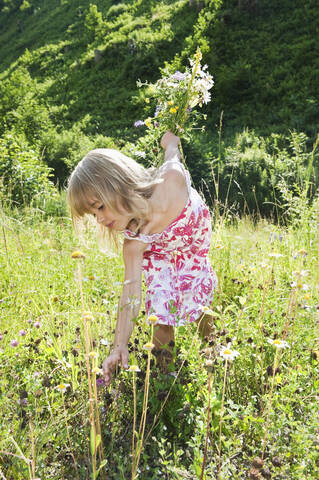 Österreich, Land Salzburg, Mädchen pflückt Blumen auf Sommerwiese, lächelnd, Porträt, lizenzfreies Stockfoto