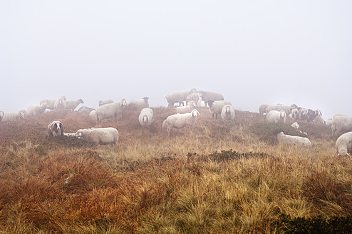 Österreich, Steiermark, Schafsherde im Nebel auf der Reiteralm - HHF004086