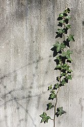 Ivy growing on concrete wall, close up - LFF000377