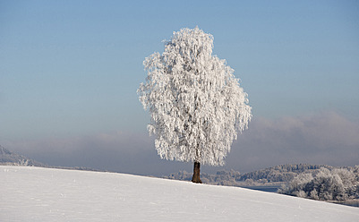 Austria, View of birch tree on snowy landscape - WWF002275