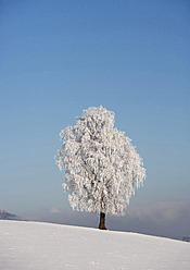 Austria, View of birch tree on snowy landscape - WWF002274