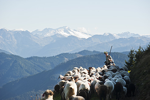 Österreich, Bundesland Salzburg, Hirte hütet Schafe auf einem Berg - HHF004119