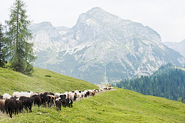 Österreich, Bundesland Salzburg, Hirte hütet Schafe auf einem Berg - HHF004123