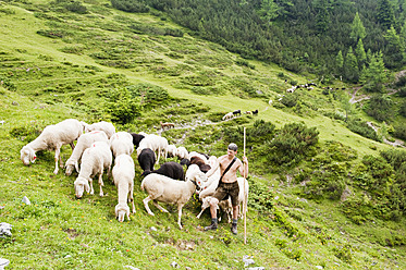 Österreich, Bundesland Salzburg, Hirte hütet Schafe auf einem Berg - HHF004126