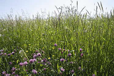 Germany, Bavaria, Summer meadow, close up - TCF002453
