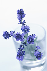 Lavendel im Glas auf weißem Hintergrund - ASF004553