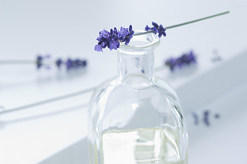 Lavender oil in bottle with flower, close up - ASF004554