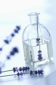 Lavender oil in bottle with flower, close up - ASF004555