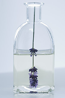 Lavender oil in bottle with flower, close up - ASF004556