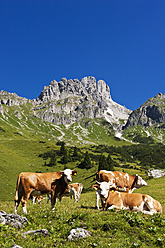 Austria, Salzburg County, Cows on alpine pasture in front of Mount Bischofsmutze - HHF004137