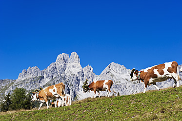 Österreich, Land Salzburg, Kühe auf der Alm vor der Bischofsmutze - HHF004138