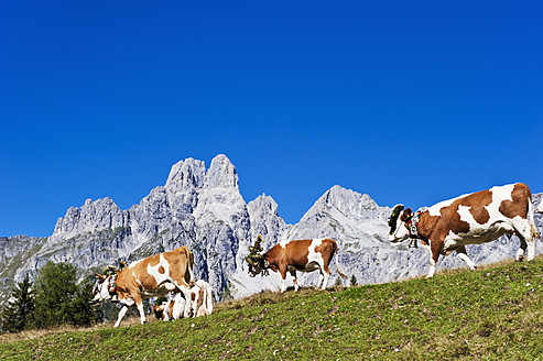 Österreich, Land Salzburg, Kühe auf der Alm vor der Bischofsmutze - HHF004138